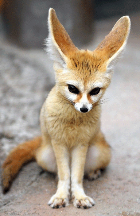 Fennec GIF